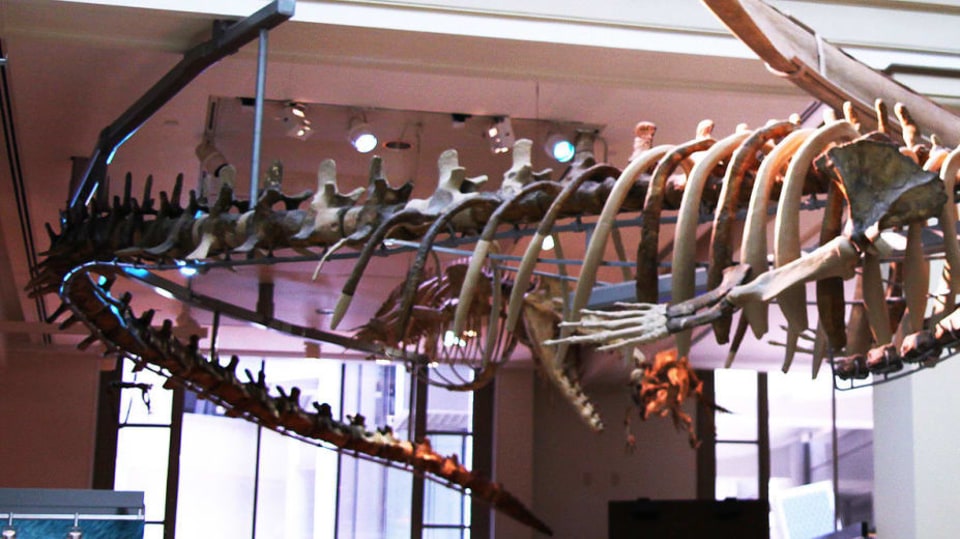 Kostra předka velryb Basilosaurus cetoides